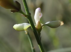 Comesperma integerrimum