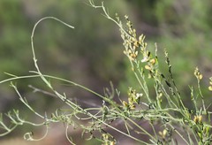 Comesperma integerrimum