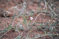 Convolvulus graminetinus