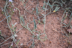 Convolvulus graminetinus
