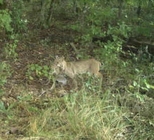 Bobcat photographed in Mississippi