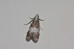 Aphomia baryptera