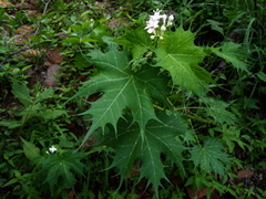 Cnidoscolus angustidens