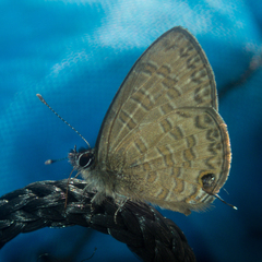 Prosotas nora ardates