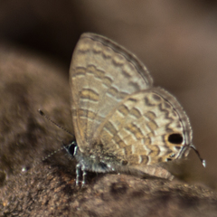 Prosotas nora ardates