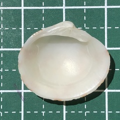 Lioconcha castrensis