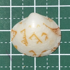 Lioconcha castrensis