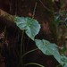 Hitchhiker Elephant Ear - Photo (c) Shiwalee Samant, some rights reserved (CC BY-NC), uploaded by Shiwalee Samant