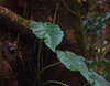 Hitchhiker Elephant Ear - Photo (c) Shiwalee Samant, some rights reserved (CC BY-NC), uploaded by Shiwalee Samant