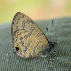 Prosotas nora ardates