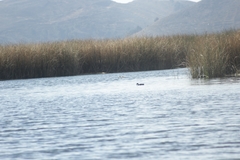 Rollandia microptera