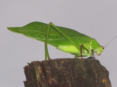 Stilpnochlora thoracica