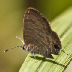 Prosotas nora ardates