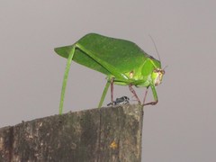 Stilpnochlora thoracica