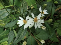 Aster ageratoides