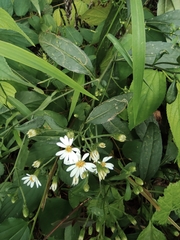 Aster ageratoides