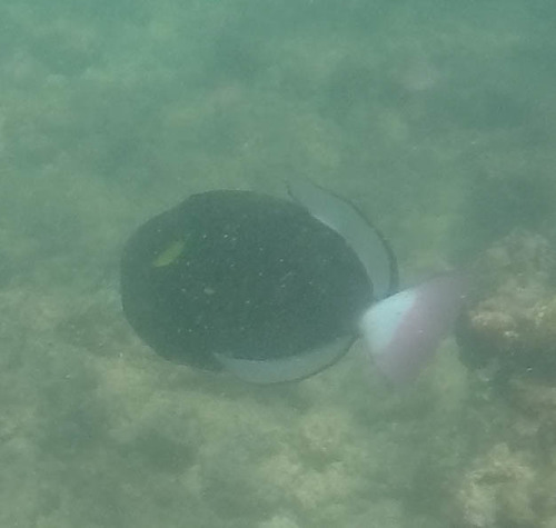 Melichthys vidua