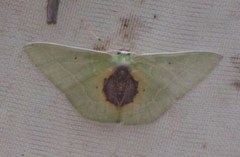 Nemoria astraea
