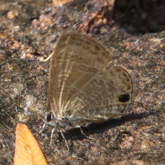 Prosotas nora ardates