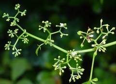 Cissus elongata