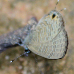 Prosotas nora ardates