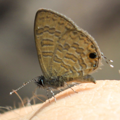 Prosotas nora ardates