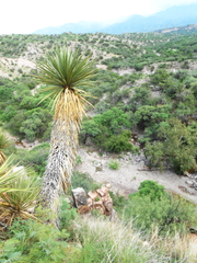 Yucca grandiflora