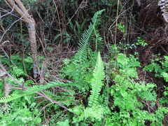 Blechnum australe