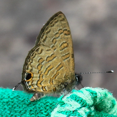 Prosotas nora ardates