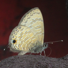 Prosotas nora ardates