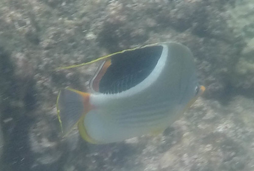 Chaetodon ephippium