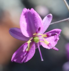 Arthropodium dyeri
