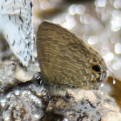 Prosotas nora ardates