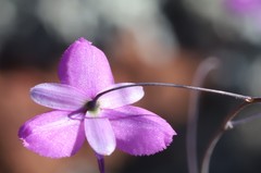 Arthropodium dyeri