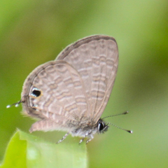 Prosotas nora ardates