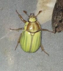 Parisolea pallida