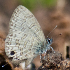 Prosotas nora ardates