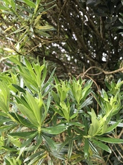 Monticalia pulchella