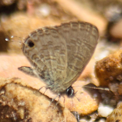 Prosotas nora ardates