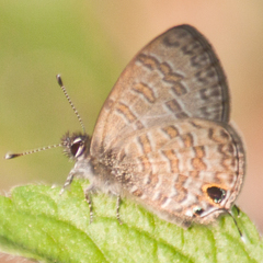 Prosotas nora ardates