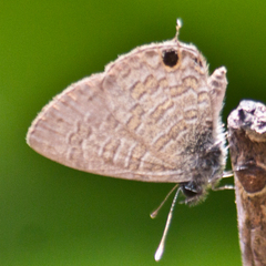 Prosotas nora ardates