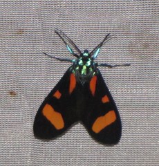 Cyanopepla arrogans