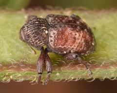 Chalcodermus collaris