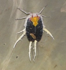 Cerogenes auricoma