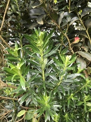 Monticalia pulchella