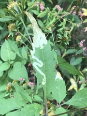 Liriomyza carphephori