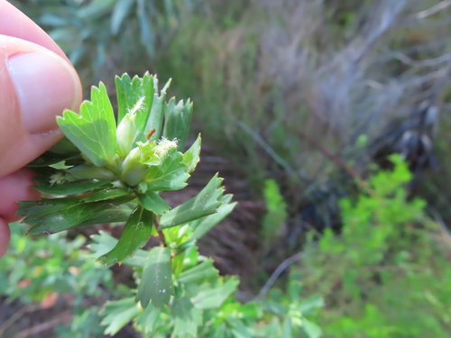 Image of Cliffortia cuneata by (c) linkie, some rights reserved (CC BY)