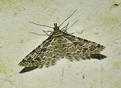 Alucita desmodactyla