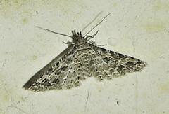 Alucita desmodactyla