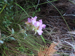 Podalyria sericea